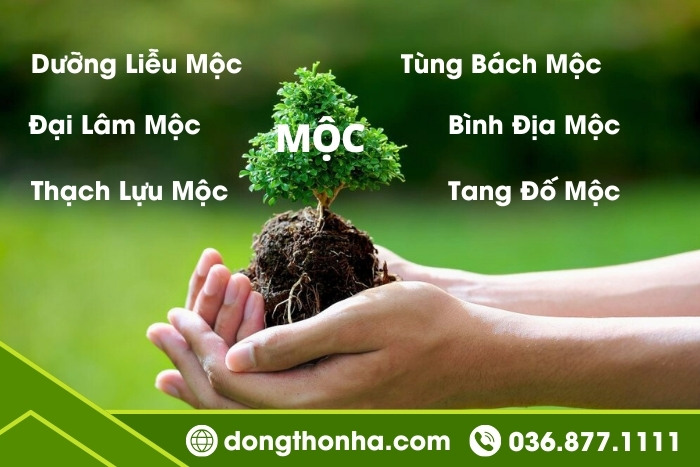 Hướng nhà đẹp cho mệnh mộc - Đặc điểm của người mệnh mộc