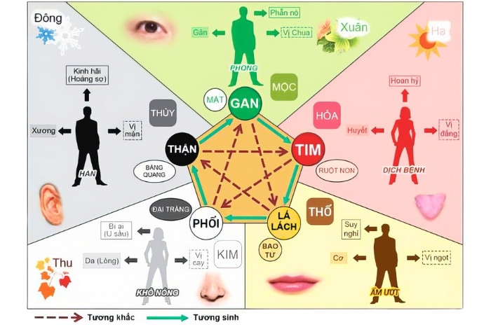 Kim mộc thủy hỏa thổ là gì? Thuyết ngũ hành trong y học cổ truyền